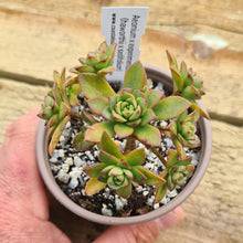 Load image into Gallery viewer, Aeonium x experimentale