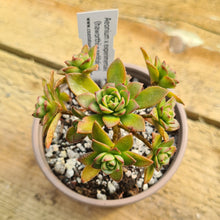 Load image into Gallery viewer, Aeonium x experimentale