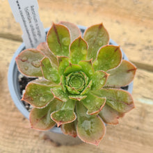 Load image into Gallery viewer, Aeonium x prageri