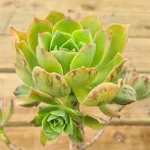 Load image into Gallery viewer, Aeonium stuessyi