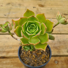 Load image into Gallery viewer, Aeonium stuessyi