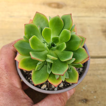 Load image into Gallery viewer, Aeonium 'Green Crush'