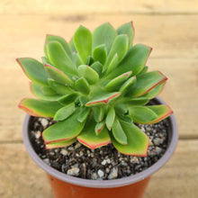 Load image into Gallery viewer, Aeonium 'Green Crush'