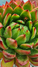 Load image into Gallery viewer, Echeveria agavoides x pulidonis