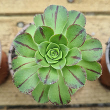 Load image into Gallery viewer, Aeonium x tamaimense