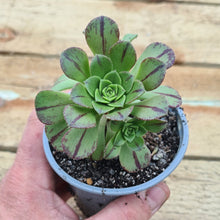 Load image into Gallery viewer, Aeonium x tamaimense