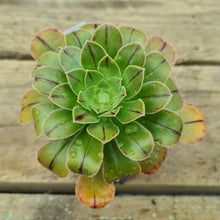 Load image into Gallery viewer, Aeonium arboreum var. holochrysum