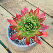Load image into Gallery viewer, Aeonium 'Ron Dale'