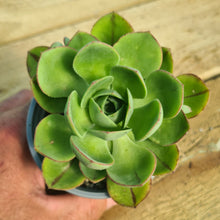 Load image into Gallery viewer, Aeonium liui
