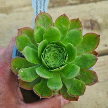 Load image into Gallery viewer, Aeonium x prageri