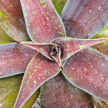 Load image into Gallery viewer, Mangave 'Mission to Mars'