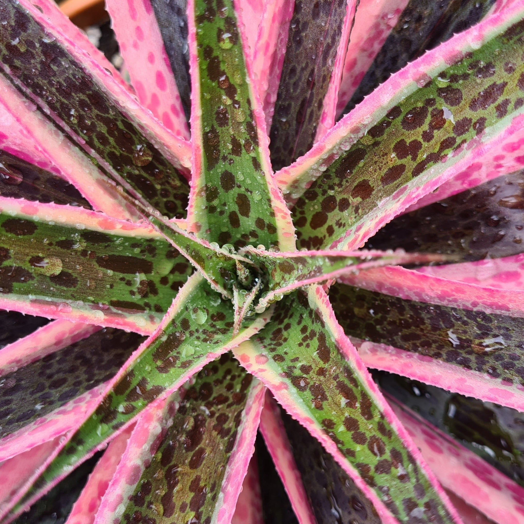 succulent with leopard spots Mangave 'Snow Leopard'