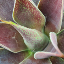 Load image into Gallery viewer, Mangave 'Lavender Lady'