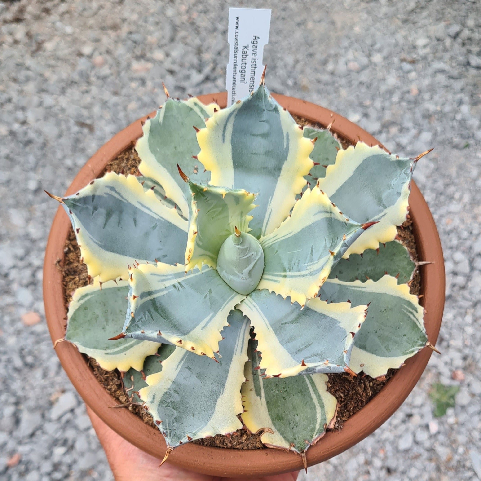 Agave isthmensis 'Kabutogani' marginata