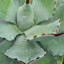 Load image into Gallery viewer, Agave potatorum ‘Kissho Kan’