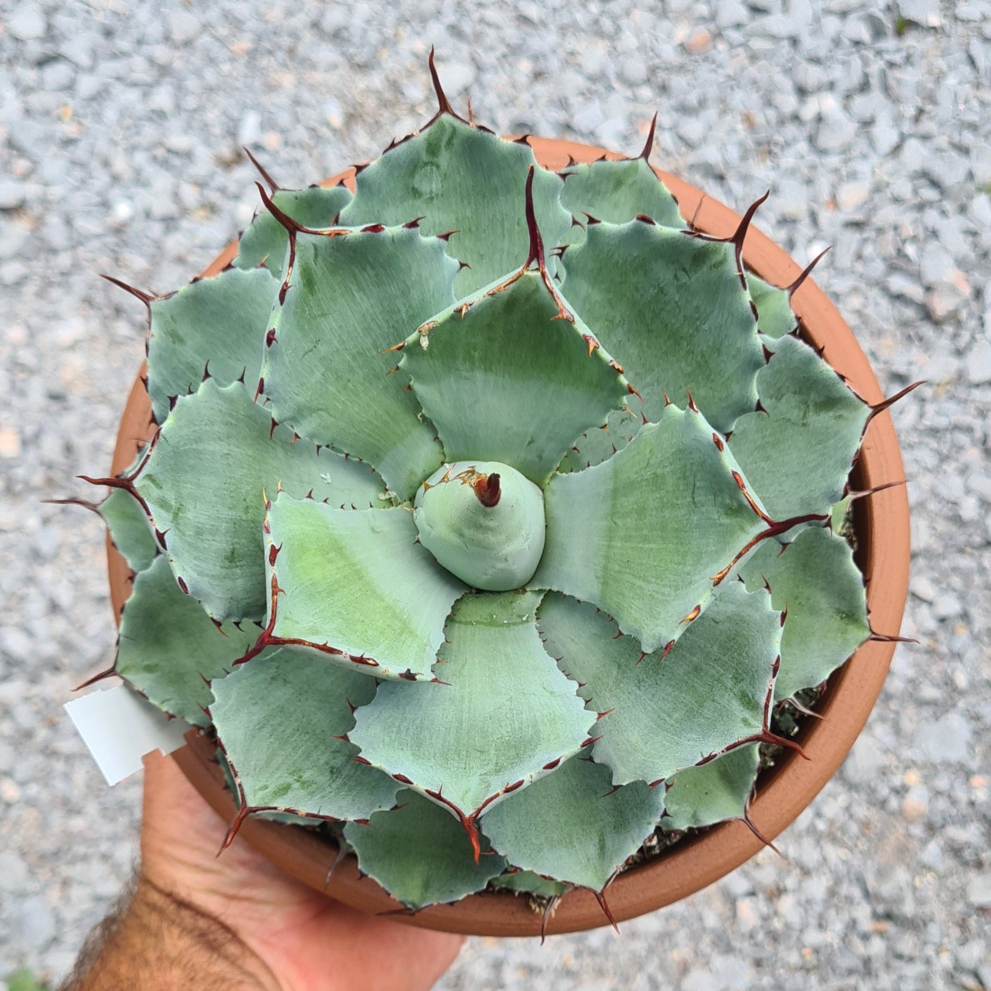Agave potatorum ‘Kissho Kan’