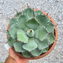 Load image into Gallery viewer, Agave potatorum ‘Kissho Kan’