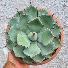 Load image into Gallery viewer, Agave potatorum ‘Kissho Kan’