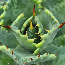 Load image into Gallery viewer, Agave isthmensis