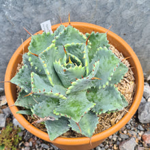 Load image into Gallery viewer, Agave isthmensis