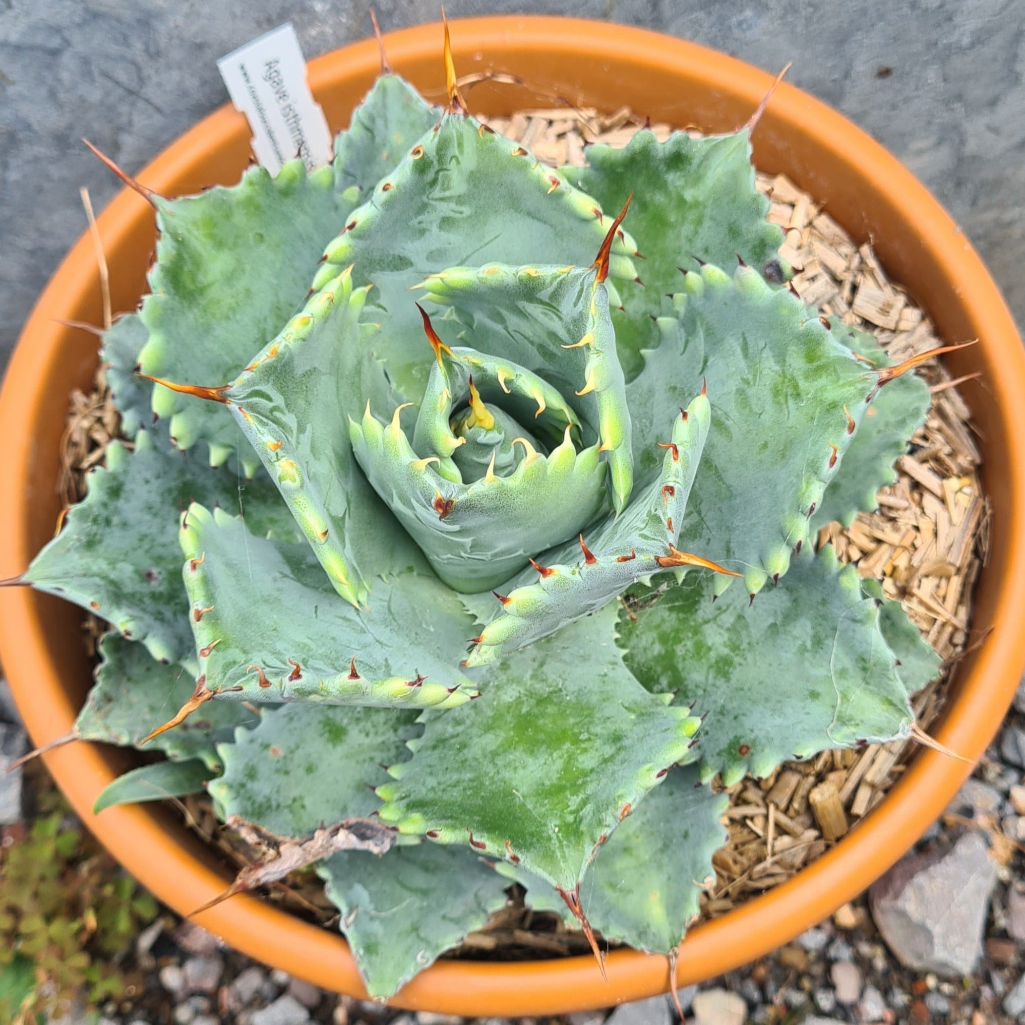 Agave isthmensis