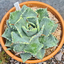 Load image into Gallery viewer, Agave isthmensis