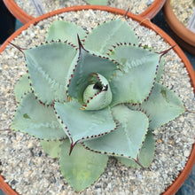 Load image into Gallery viewer, Agave parryi ssp. parryi