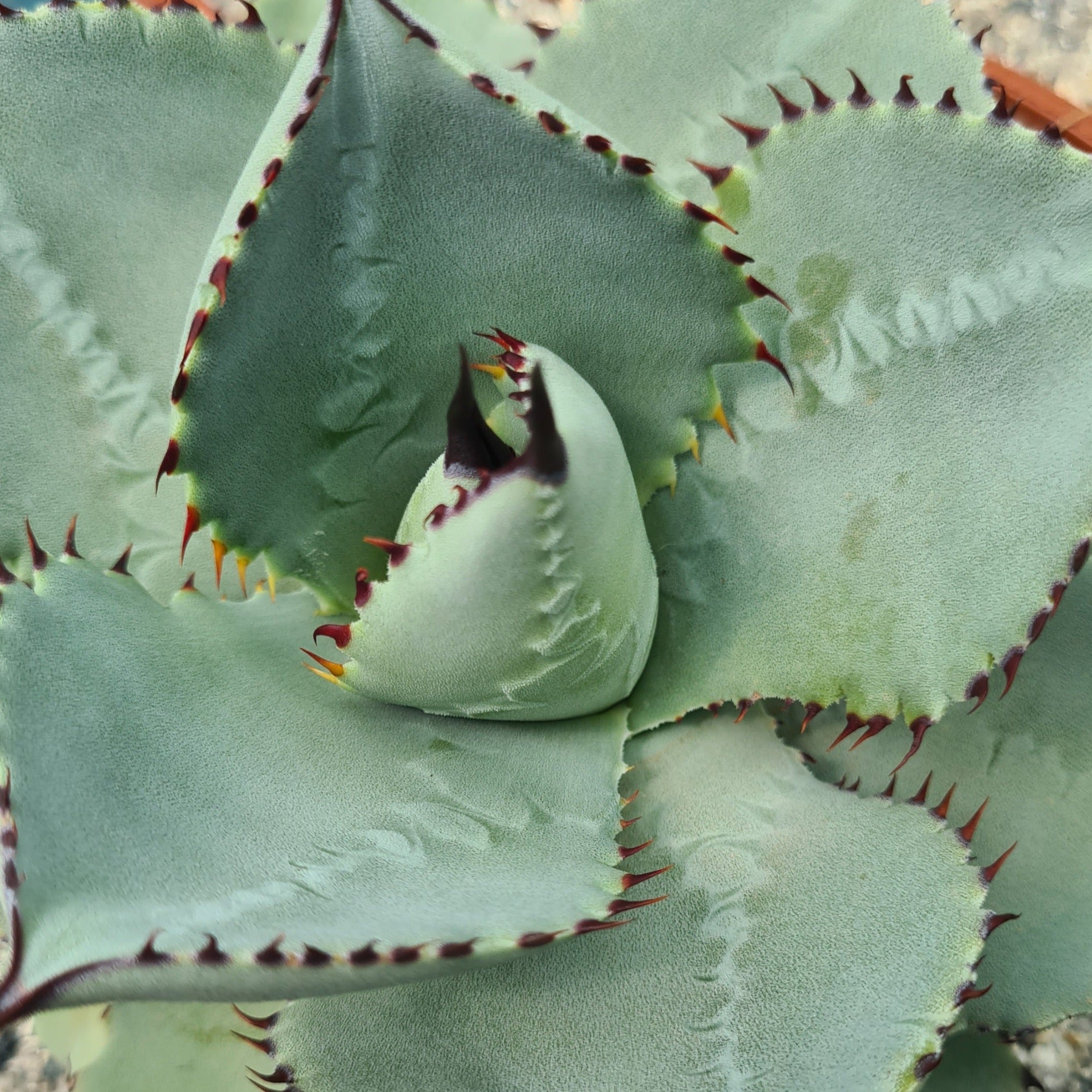 Agave parryi ssp. parryi – Coastal Succulents, Cacti & Alpines