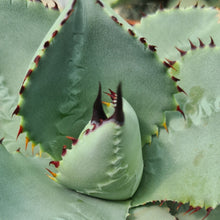 Load image into Gallery viewer, Agave parryi ssp. parryi