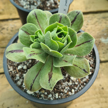 Load image into Gallery viewer, Aeonium spathulatum x valderense