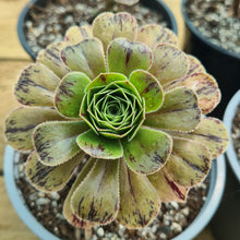 Load image into Gallery viewer, Aeonium x holospathulatum