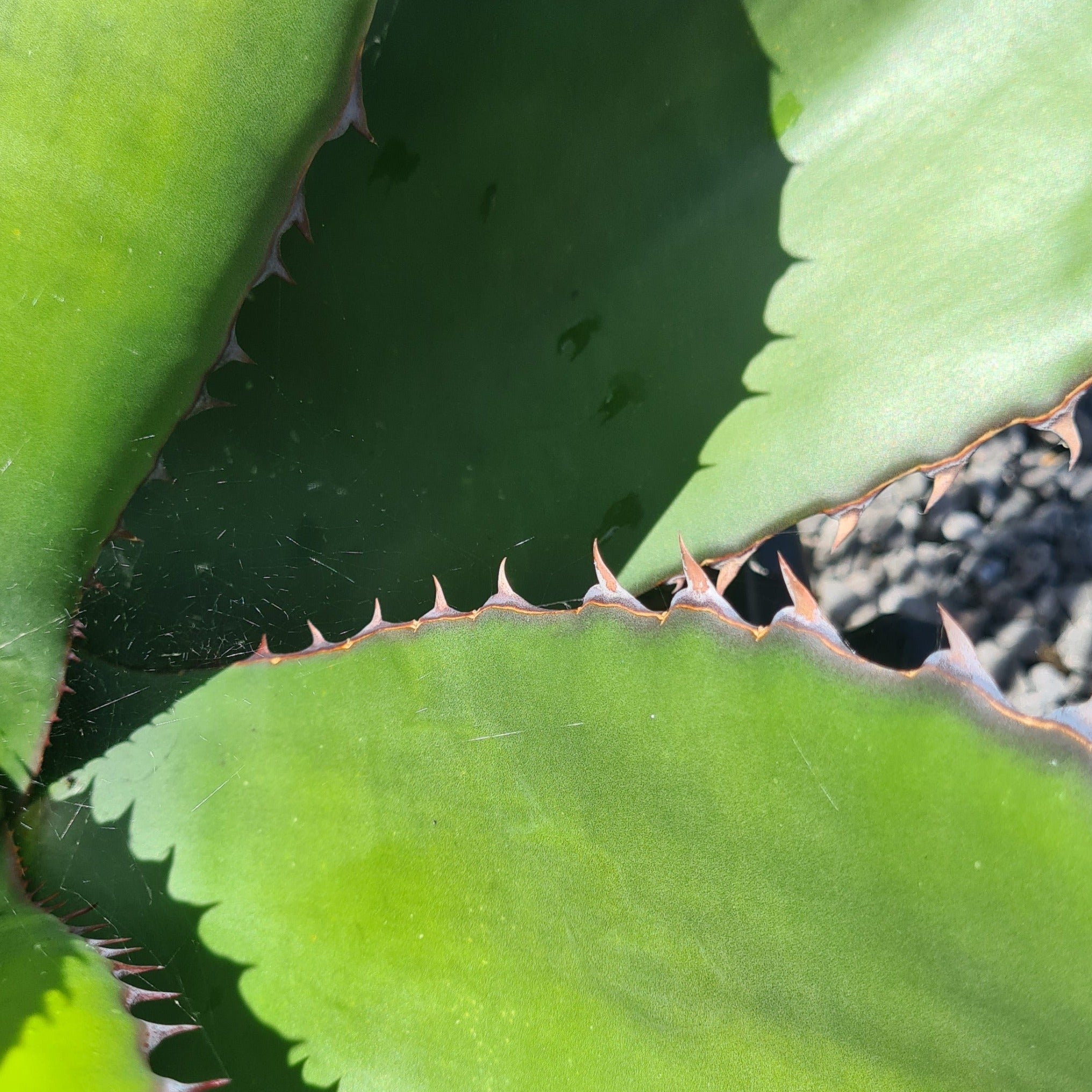Agave salmiana var. 'Ferox' – Coastal Succulents, Cacti & Alpines