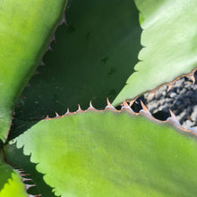 Load image into Gallery viewer, Agave salmiana var. ‘Ferox’
