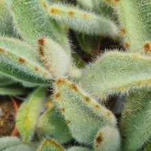 Load image into Gallery viewer, Kalanchoe vilosa