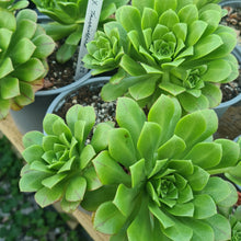 Load image into Gallery viewer, Aeonium x tamaimense