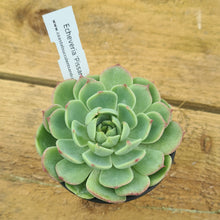 Load image into Gallery viewer, Echeveria 'Pissarro'