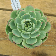 Load image into Gallery viewer, Echeveria 'Pissarro'