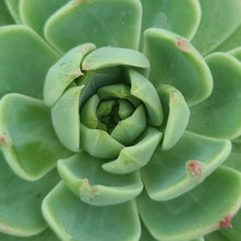 Load image into Gallery viewer, Echeveria 'Pissarro'