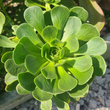 Load image into Gallery viewer, Aeonium spathulatum x urbicum ssp. meridionale