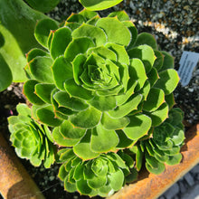 Load image into Gallery viewer, Aeonium x prageri