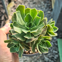 Load image into Gallery viewer, Aeonium spathulatum x valderense