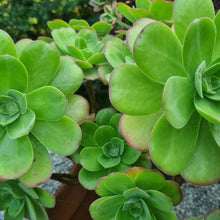 Load image into Gallery viewer, Aeonium gorgoneum