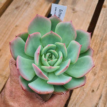 Load image into Gallery viewer, Echeveria 'Patricia'