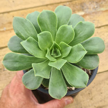 Load image into Gallery viewer, Aeonium spathulatum x valderense