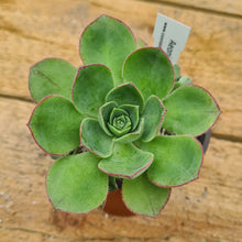 Load image into Gallery viewer, Aeonium liui
