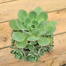 Load image into Gallery viewer, Aeonium liui