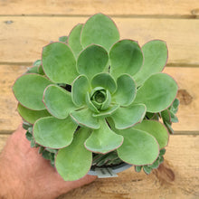 Load image into Gallery viewer, Aeonium liui