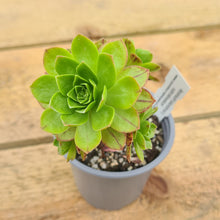 Load image into Gallery viewer, Aeonium saundersi x rubrolineatum
