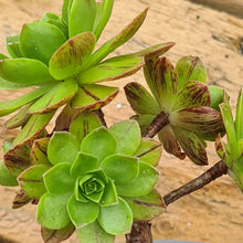Load image into Gallery viewer, Aeonium saundersi x rubrolineatum