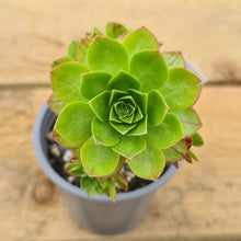 Load image into Gallery viewer, Aeonium saundersi x rubrolineatum